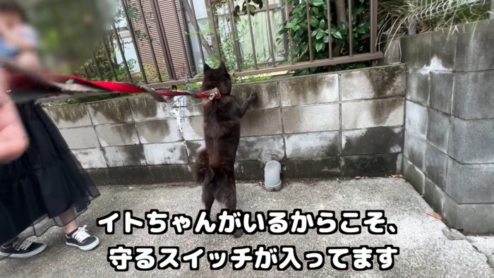 その後も安全を確認しながらお散歩