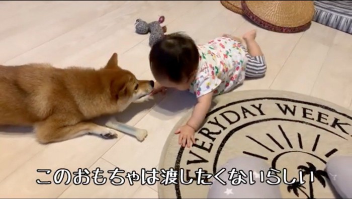 ハイハイする赤ちゃんに顔を近づける犬