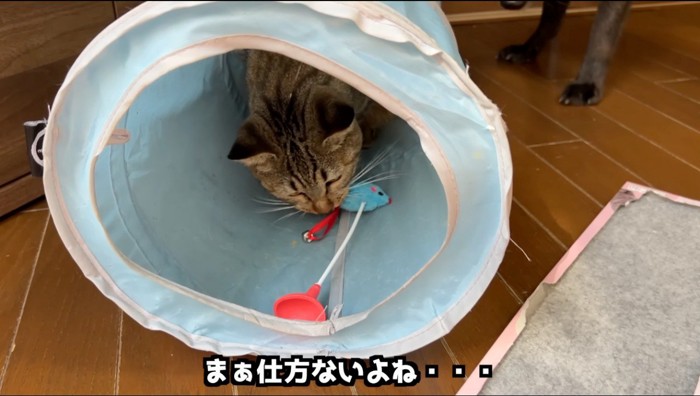 トンネルの中でおもちゃを咥える猫