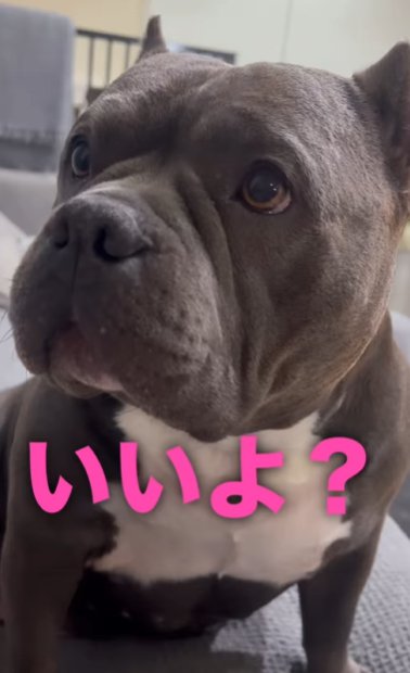 優しい表情のアメリカンブリー
