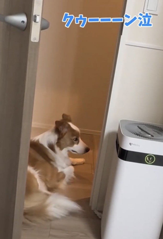 座ったまま振り返る犬