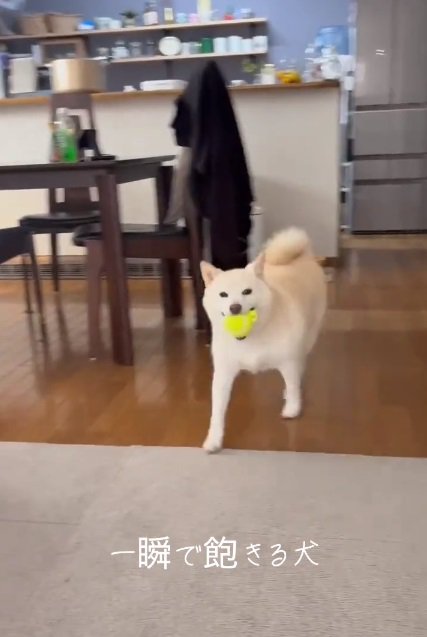 ボールを持ってきた銀くん