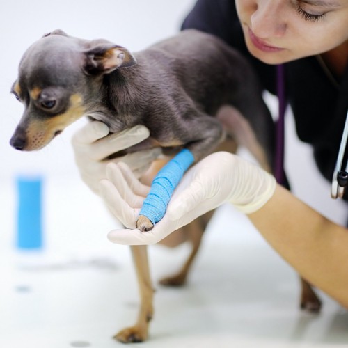 治療を受ける小型犬