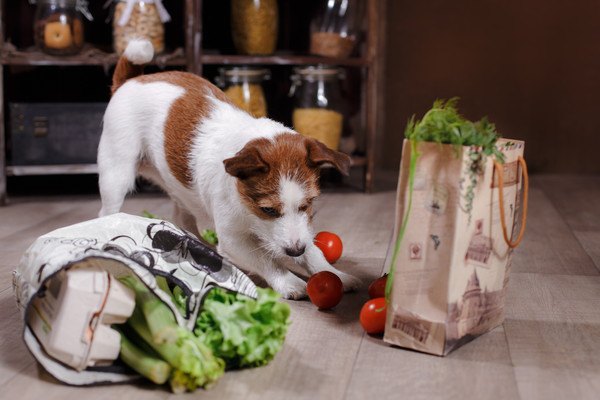 床のトマトを触る犬