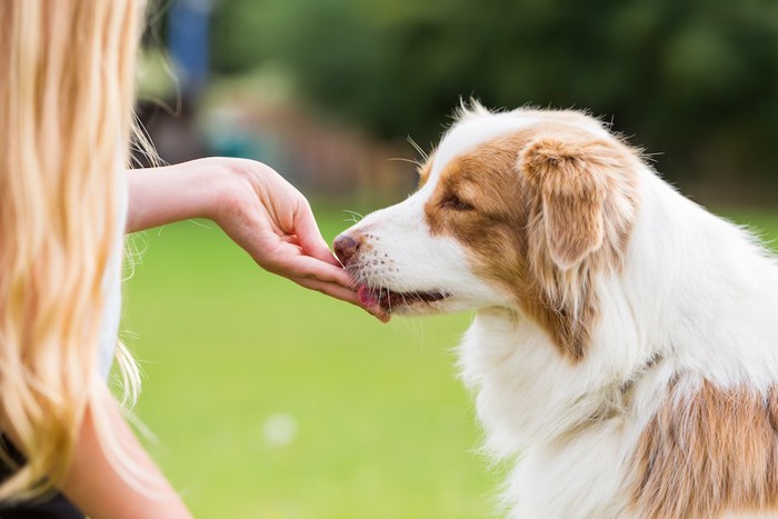 飼い主の手から食べ物をもらう犬