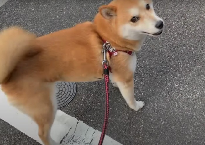 リードをつけて見上げる犬