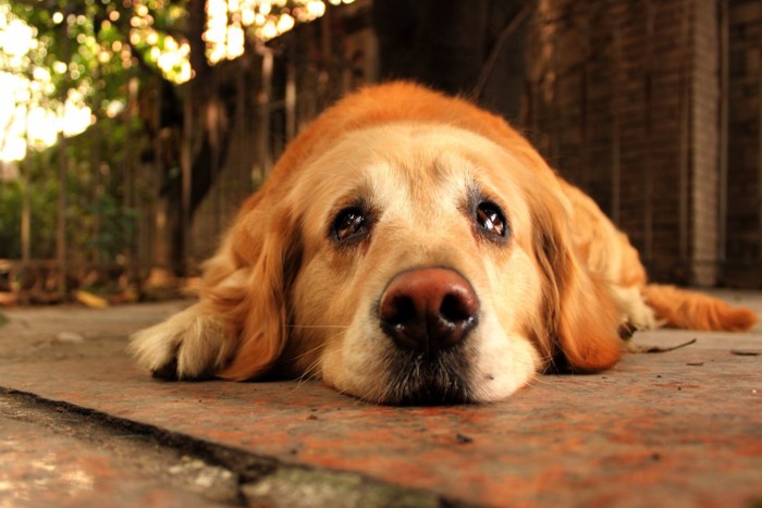 悲しそうに目を潤ませる犬