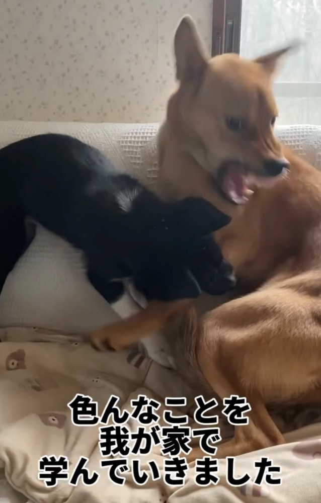 前足を噛む犬と怒る犬