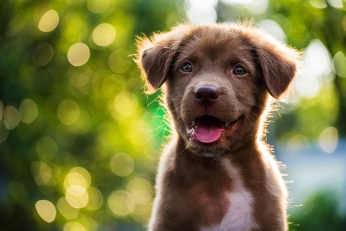 緑をバックに笑う茶色の子犬