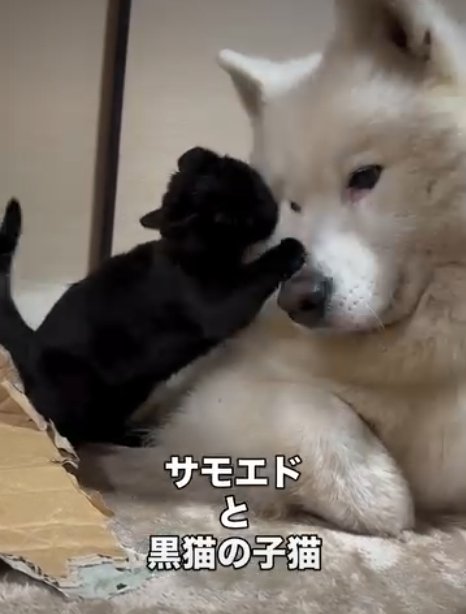 犬の顔をなめる猫