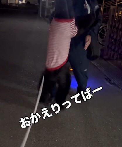 男性に向かって何度もジャンプする黒い犬
