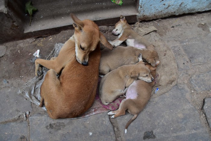 母犬の側で熟睡する子犬