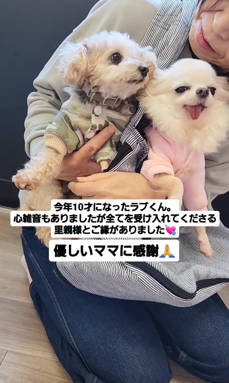 新しい犬生の始まり