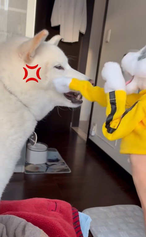 パンチするおもちゃVSだい吉くん3