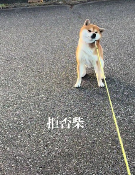 普段のお散歩中も…