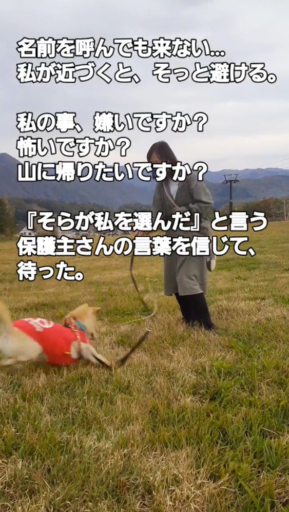 ゴルフボールを追いかける犬