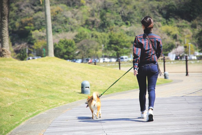 お散歩する柴犬と女性の後ろ姿