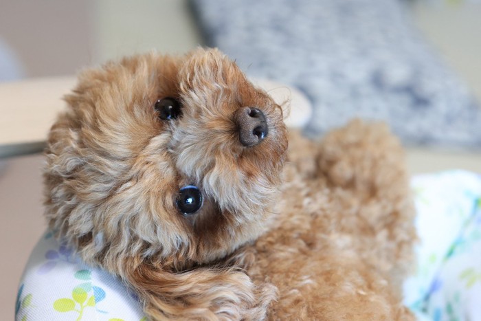 振り向く犬の顔のアップ