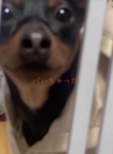 近づいてきた犬