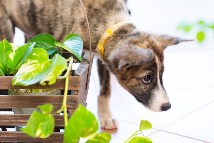 怯えた様子の子犬