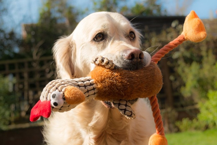 おもちゃで遊ぶ犬