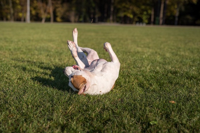 地面に体をこすりつける犬