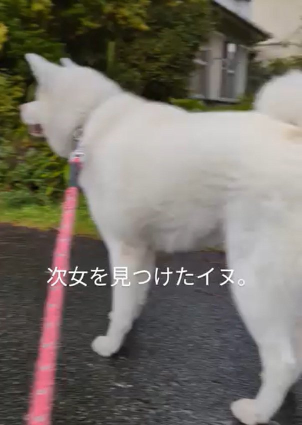 立ち止まるカナちゃん