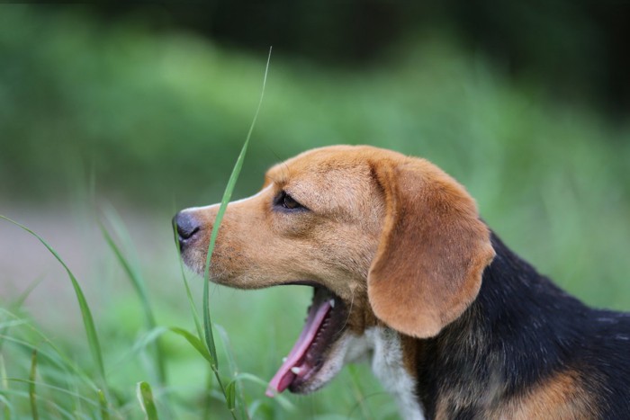 あくびするビーグル犬