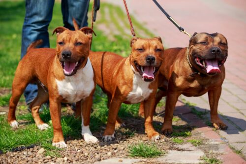アメリカン・スタッフォードシャー・テリアの子犬たち