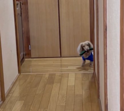きゅうり