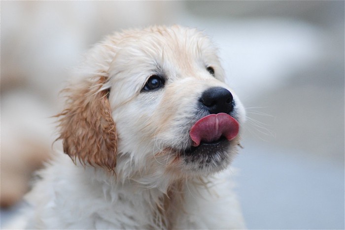 濡れた子犬