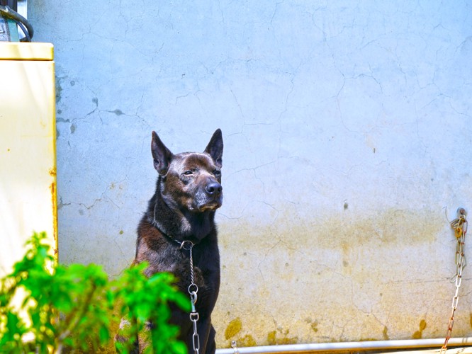 家の前で番犬をしているタイワンドッグ