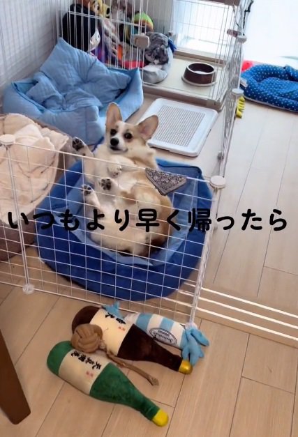 飼い主さんを見るちくわちゃん