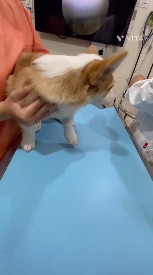 獣医の手元を見る犬