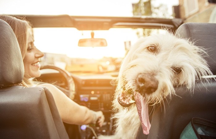 車に乗る女性と犬