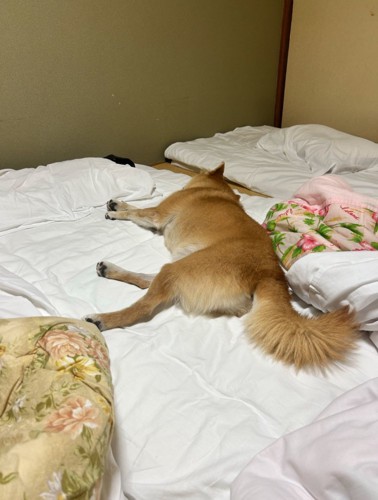 布団の上に横になる柴犬