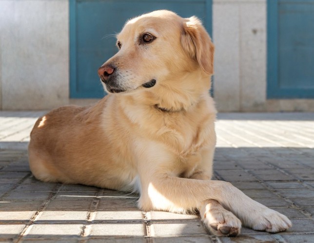 前脚をクロスして休んでいる犬