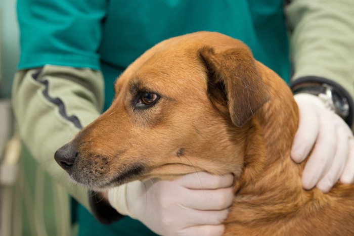 喉をつままれる犬