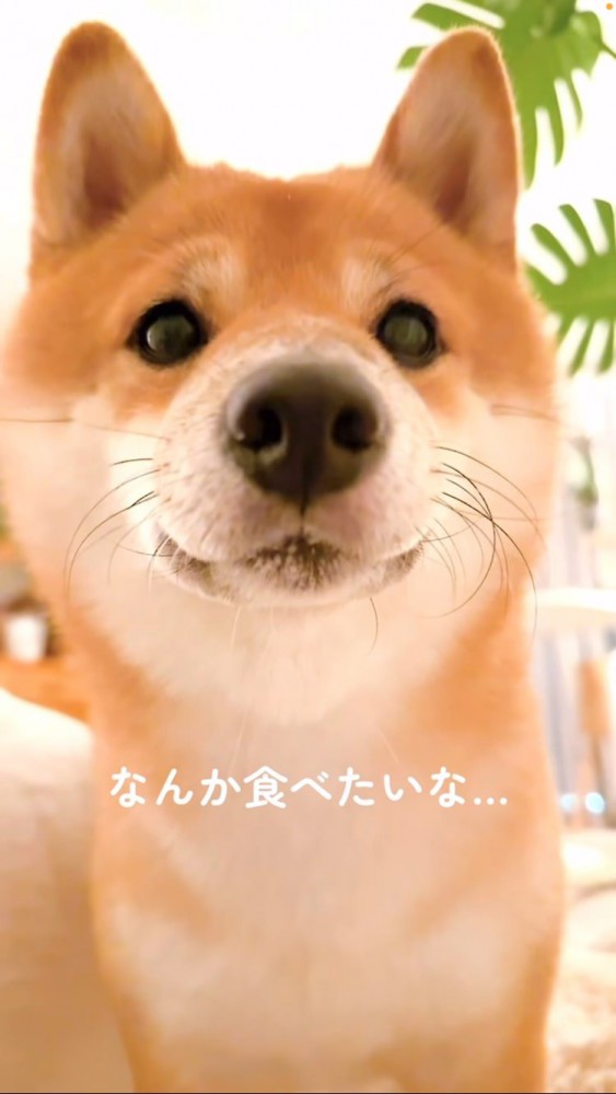 おやつを期待して飼い主さんを見る豆柴