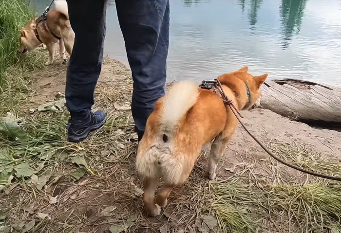 川と犬達