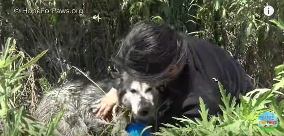 飼い主と再会