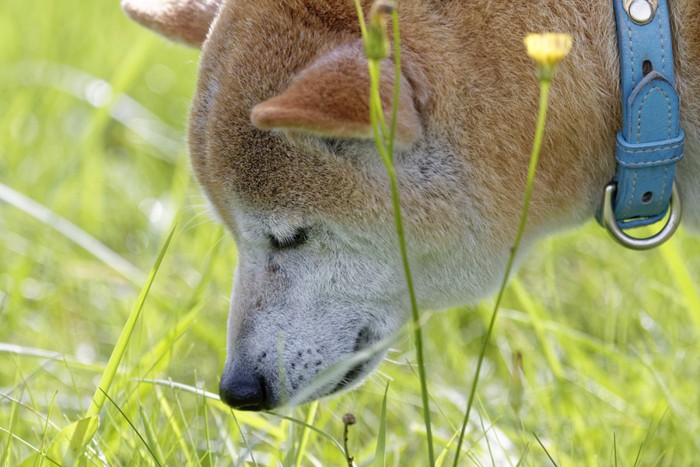 草の匂いを嗅ぐ犬