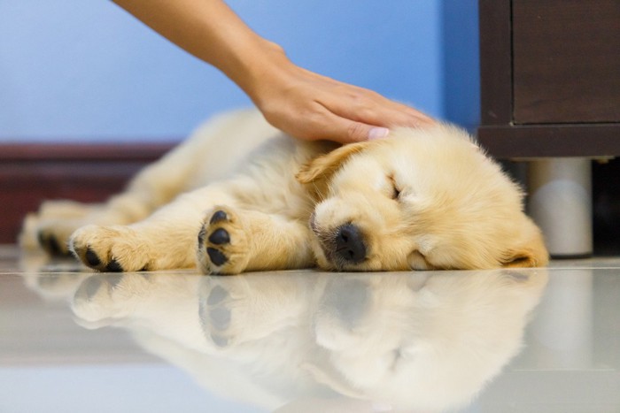 寝ているのに触られる子犬