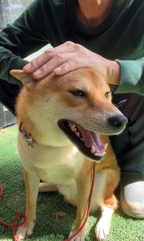 触ると咬む犬のリハビリ10