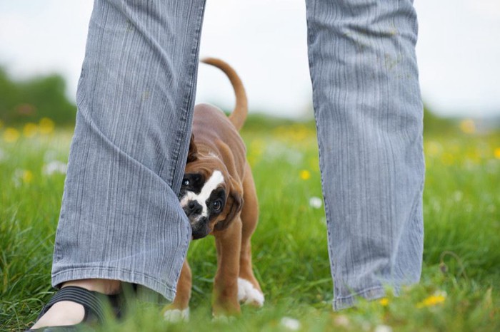 ズボンを噛む犬