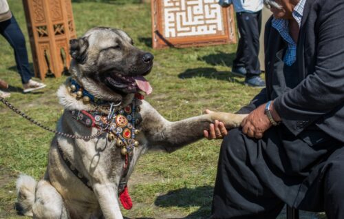 人と握手をする着飾ったカンガル・シェパード・ドッグ
