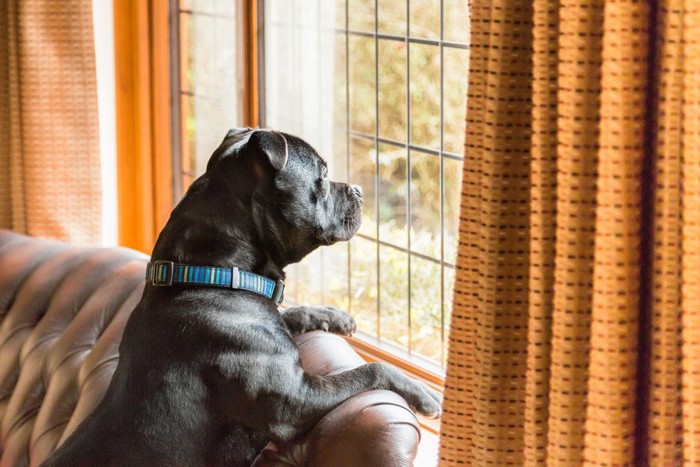 窓の外を見つめる黒い犬