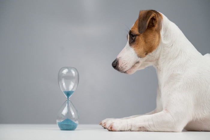 砂時計を見つめる犬