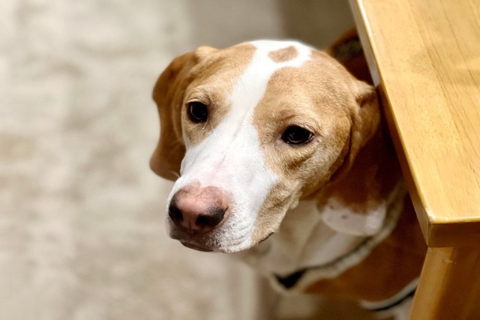不安そうにテーブルから顔を出す犬