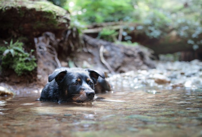 川で遊ぶ犬